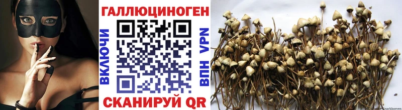 Галлюциногенные грибы GOLDEN TEACHER продажа наркотиков Новоалтайск